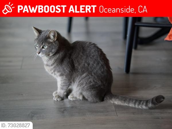 Lost Male Cat last seen Near Country Club Ln Apmts, Oceanside, CA 92054
