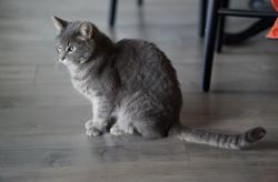 Lost Male Cat last seen Near Country Club Ln Apmts, Oceanside, CA 92054