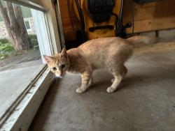 Found/Stray Male Cat last seen Legend Lane, Golden Valley, MN 55422