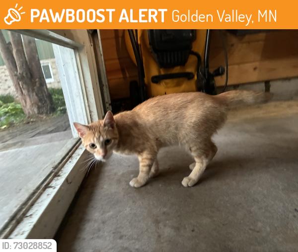 Found/Stray Male Cat last seen Legend Lane, Golden Valley, MN 55422
