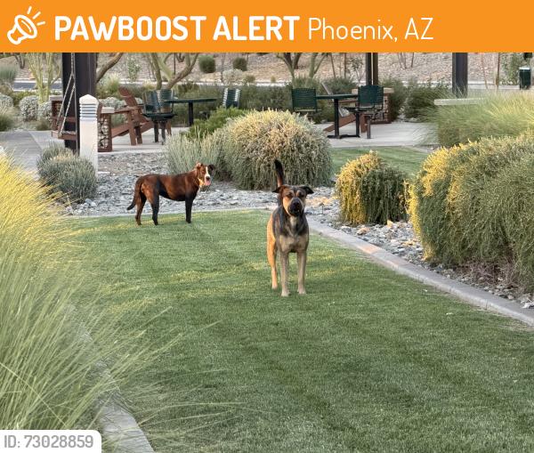 Found/Stray Unknown Dog last seen 10th and Carmen, Phoenix, AZ 85042