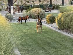 Found/Stray Unknown Dog last seen 10th and Carmen, Phoenix, AZ 85042