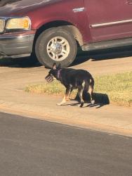 Found/Stray Unknown Dog last seen Capitales and W La Loma, Rancho Cordova, CA 95670