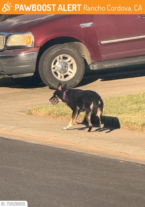 Found/Stray Unknown Dog last seen Capitales and W La Loma, Rancho Cordova, CA 95670