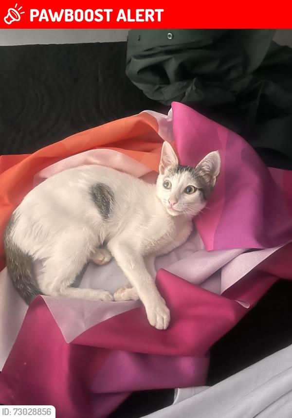 Lost Female Cat last seen Rua Eny Alves de Souza Leite, Jardim Santa Margarida, SP 04930-180