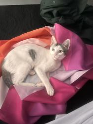 Lost Female Cat last seen Rua Eny Alves de Souza Leite, Jardim Santa Margarida, SP 04930-180
