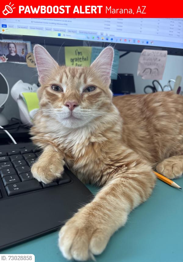 Lost Male Cat last seen Twin peaks and quarry rd, Marana, AZ 85653