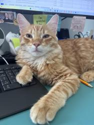 Lost Male Cat last seen Twin peaks and quarry rd, Marana, AZ 85653