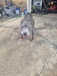 Found/Stray Female Dog last seen Near and mingo, Tulsa, OK 74129