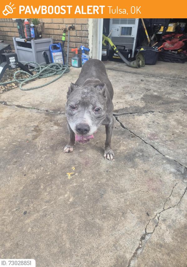 Found/Stray Female Dog last seen Near and mingo, Tulsa, OK 74129