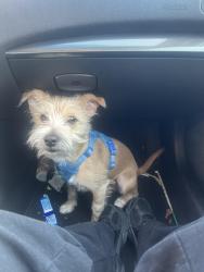 Lost Male Dog last seen San Jose high school , San Jose, CA 95131