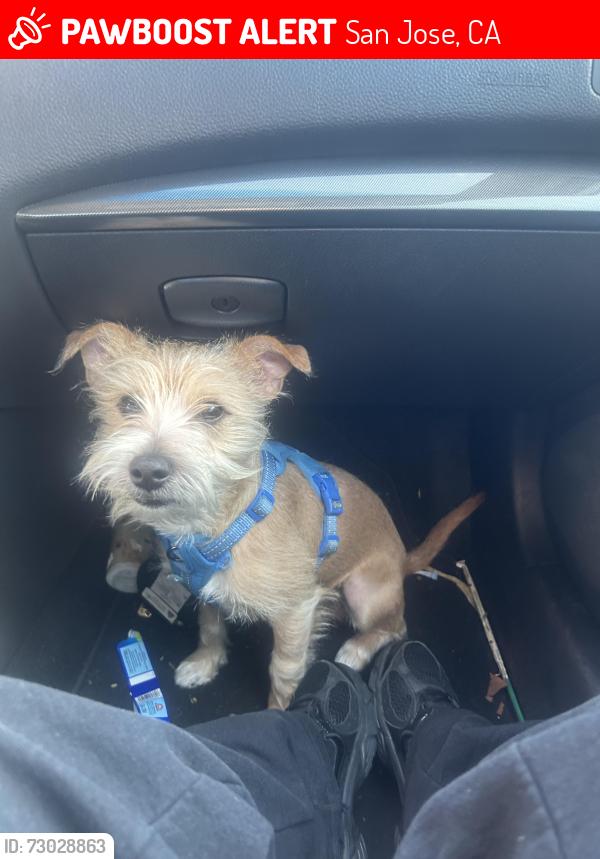 Lost Male Dog last seen San Jose high school , San Jose, CA 95131