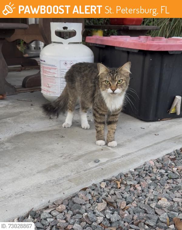Found/Stray Unknown Cat last seen St pete catholic, St. Petersburg, FL 33710