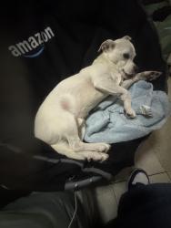 Lost Male Dog last seen South 6th street and Los Angeles street , Los Angeles, CA 90014