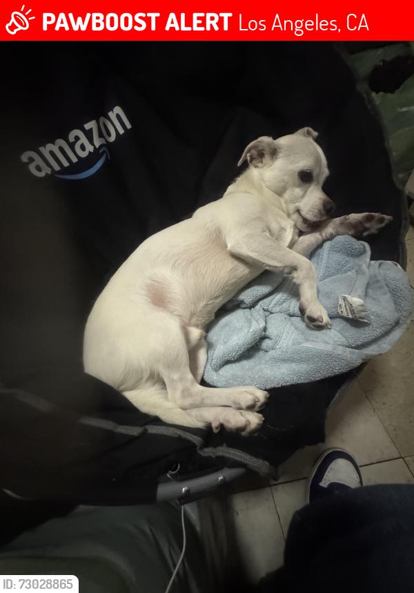 Lost Male Dog last seen South 6th street and Los Angeles street , Los Angeles, CA 90014