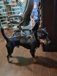 Found/Stray Male Dog last seen Hwy 279, Co Rd 4822, TX 75758