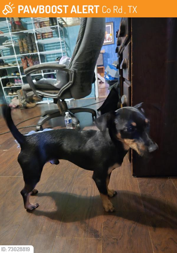 Found/Stray Male Dog last seen Hwy 279, Co Rd 4822, TX 75758