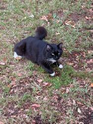 Found/Stray Unknown Cat last seen Lake County Education Center, Howey-in-the-Hills, FL 34737