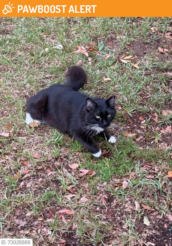 Found/Stray Unknown Cat last seen Lake County Education Center, Howey-in-the-Hills, FL 34737