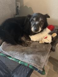 Lost Male Dog last seen Family dollar, Angleton, TX 77515