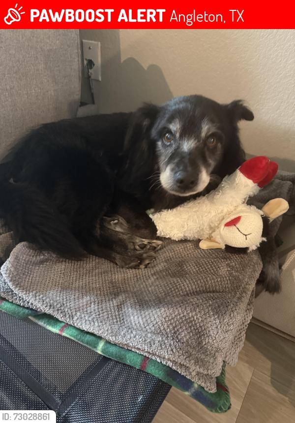 Lost Male Dog last seen Family dollar, Angleton, TX 77515