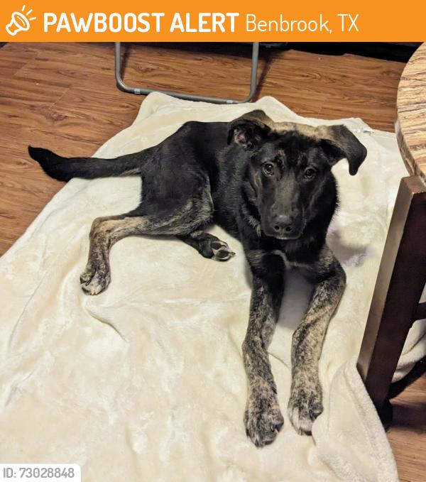 Found/Stray Male Dog last seen Williams Road 76116, Benbrook, TX 76116