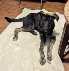 Found/Stray Male Dog last seen Williams Road 76116, Benbrook, TX 76116