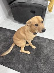 Reunited Male Dog last seen Ashley Dr. SE. going towards SR-20, Rockdale County, GA 30094
