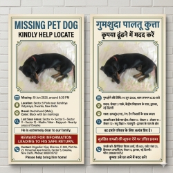 Lost Male Dog last seen Park near KV school,  Sector 5 , Dwarka , Delhi, DL 110075