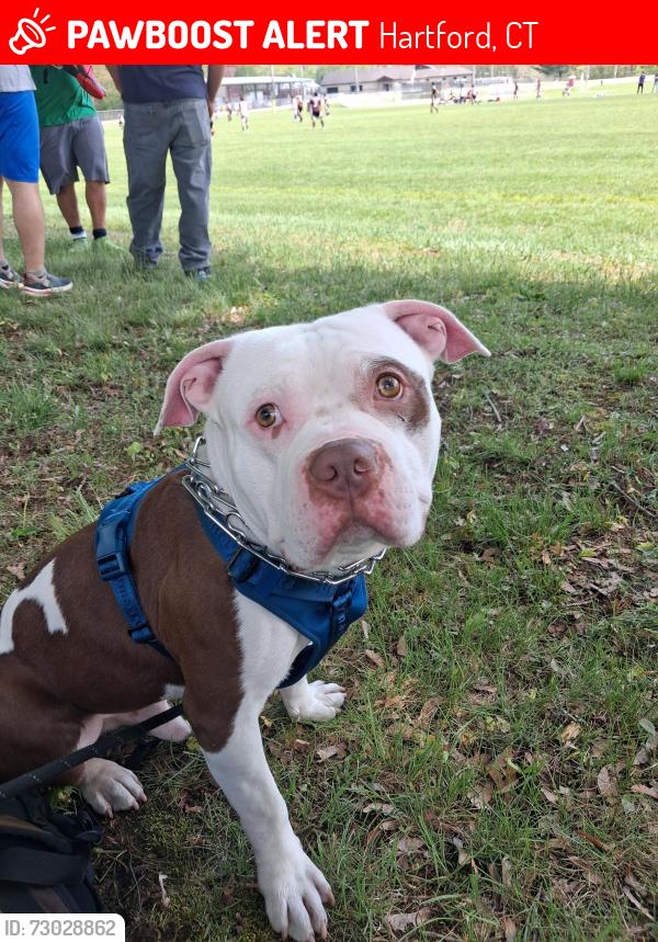 Lost Male Dog last seen Henry St, Hartford, CT 06114, Hartford, CT 06114