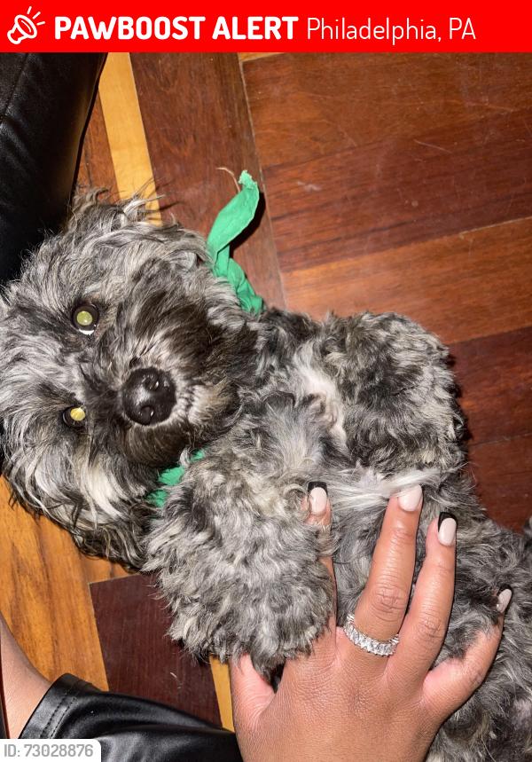 Lost Female Dog last seen East Johnson Street and Magnolia Street, Philadelphia, PA 19144