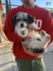 Reunited Male Dog last seen Coronado Street and Marathon Street, Los Angeles, CA 90026