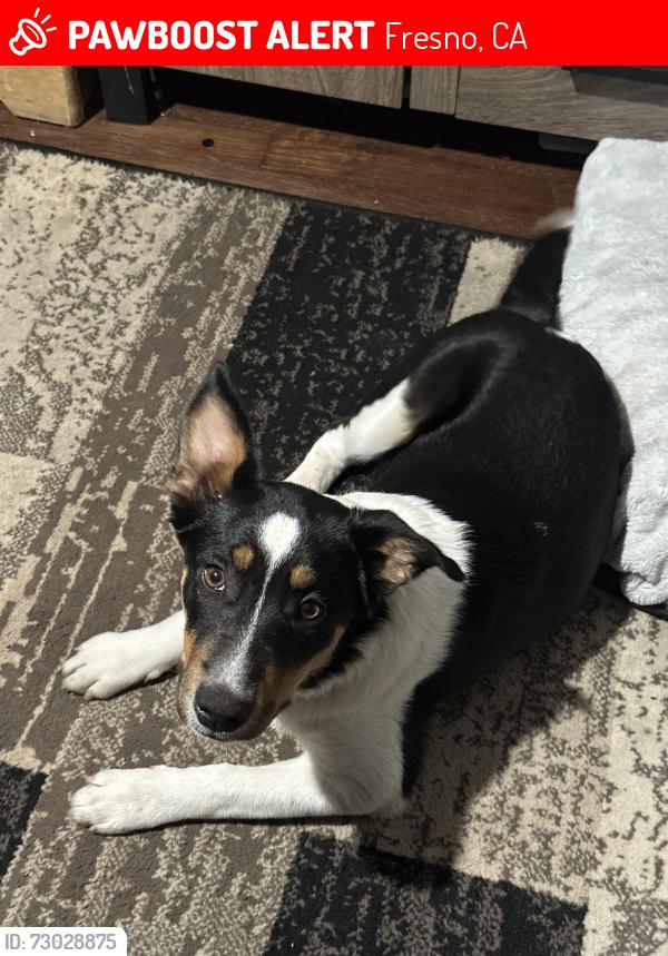 Lost Female Dog last seen Quigley Park, Fresno, CA 93705
