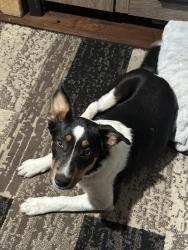 Lost Female Dog last seen Quigley Park, Fresno, CA 93705