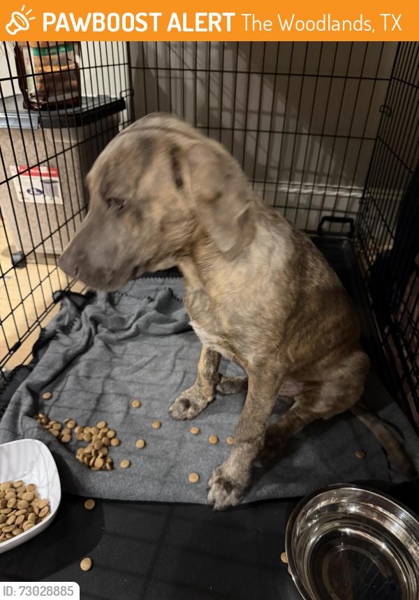 Found/Stray Unknown Dog last seen Refuge Bar and Grill, The Woodlands, TX 77389