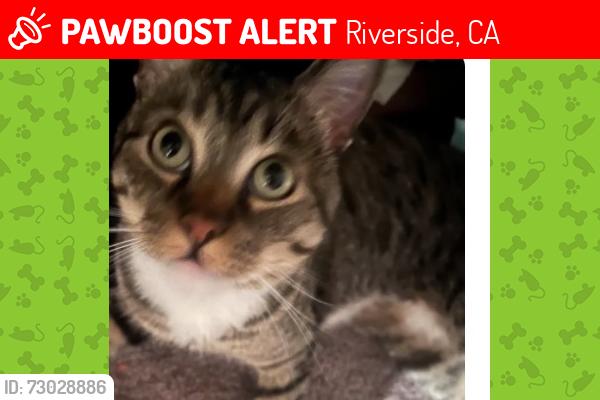 Lost Male Cat last seen Near foxcroft st, Riverside, CA 92506