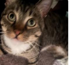Lost Male Cat last seen Near foxcroft st, Riverside, CA 92506
