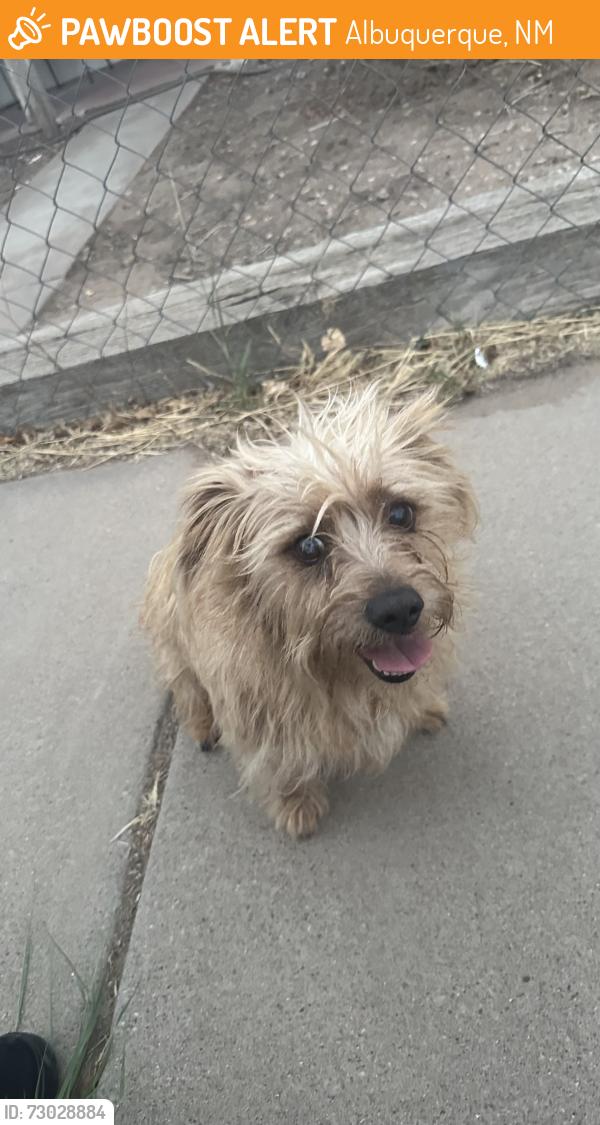 Found/Stray Male Dog last seen 8th st and bellmah, Albuquerque, NM 87102