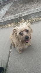 Found/Stray Male Dog last seen 8th st and bellmah, Albuquerque, NM 87102