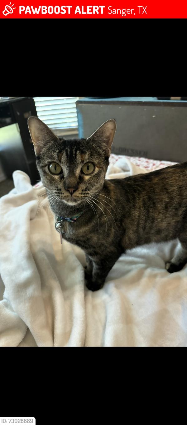Lost Female Cat last seen Next to Starbucks or neighborhood near in Sanger , Sanger, TX 76266