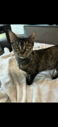 Lost Female Cat last seen Next to Starbucks or neighborhood near in Sanger , Sanger, TX 76266