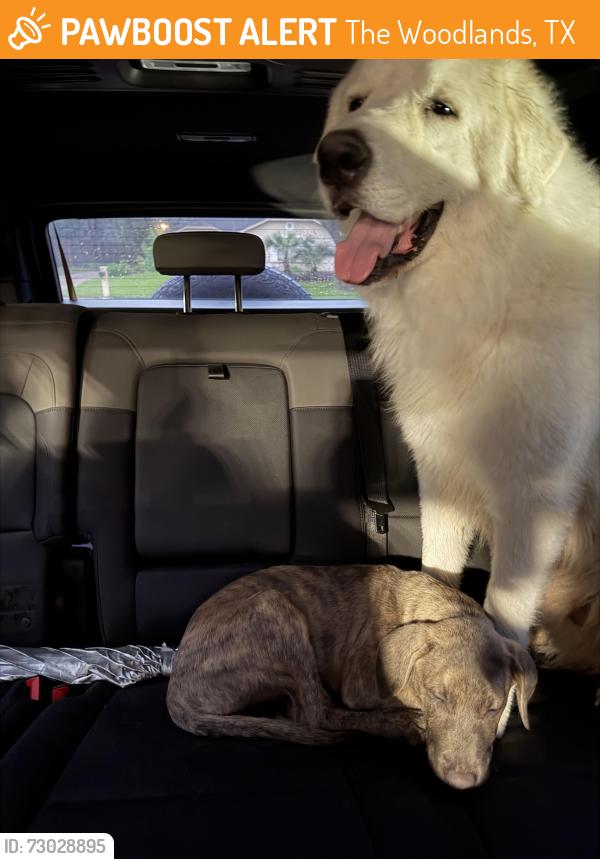 Found/Stray Male Dog last seen Refuge Bar and Grill, The Woodlands, TX 77389