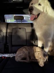 Found/Stray Male Dog last seen Refuge Bar and Grill, The Woodlands, TX 77389