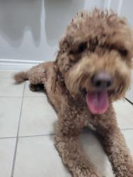 Found/Stray Female Dog last seen RIGSBY AVENUE, San Antonio, TX 78210