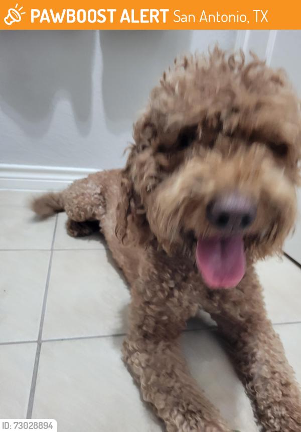 Found/Stray Female Dog last seen RIGSBY AVENUE, San Antonio, TX 78210