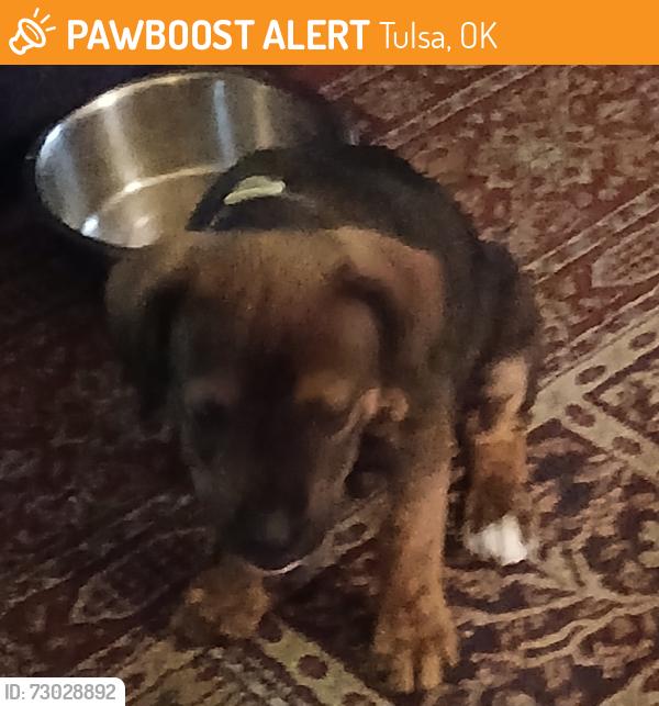 Found/Stray Male Dog last seen 38th and s harvard, Tulsa, OK 74136