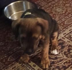 Found/Stray Male Dog last seen 38th and s harvard, Tulsa, OK 74136