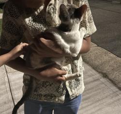 Found/Stray Unknown Cat last seen Westbury Blvd, Hempstead, NY 11550