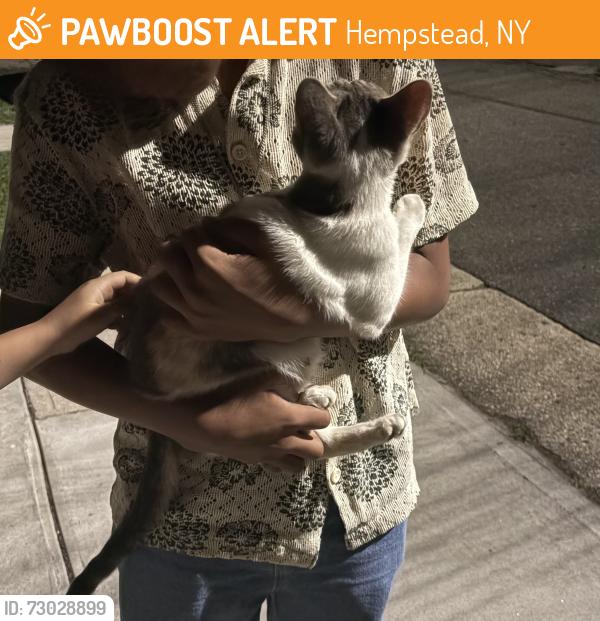 Found/Stray Unknown Cat last seen Westbury Blvd, Hempstead, NY 11550