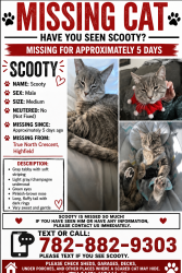 Lost Male Cat last seen Highfield park , Dartmouth, NS B3A